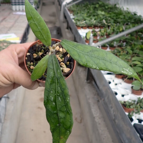 Hoya clemensiorum cv. long leaves