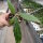 Hoya clemensiorum cv. long leaves