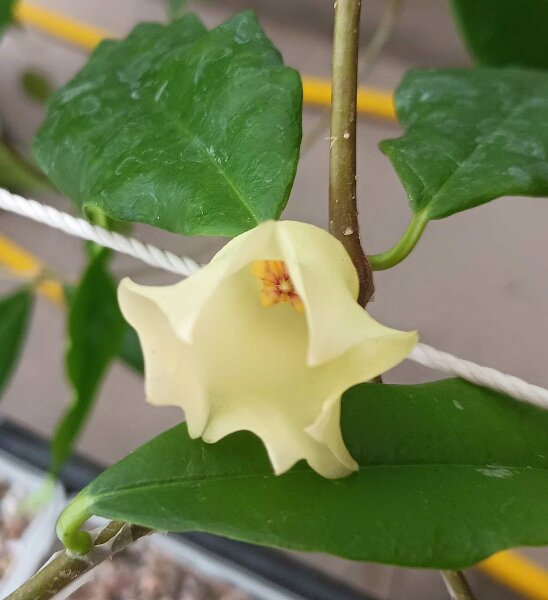 Hoya sammannaniana