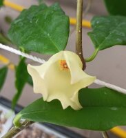 Hoya sammannaniana