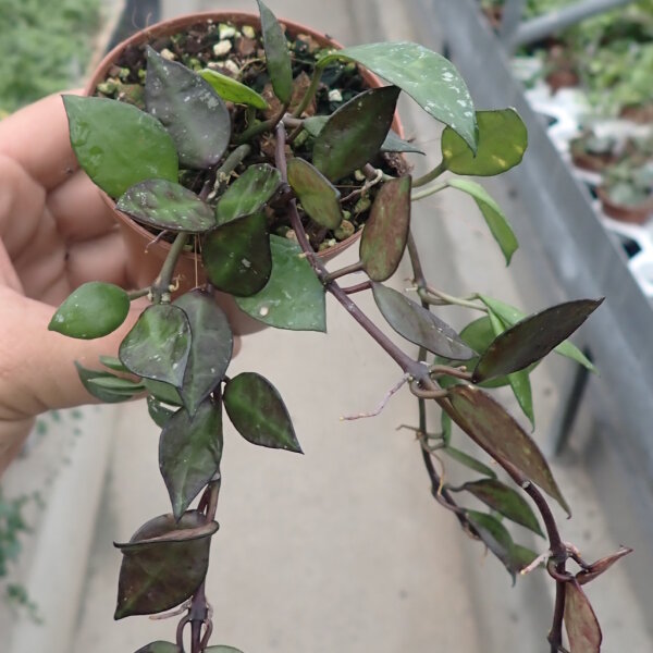Hoya lacunosa cv. Black