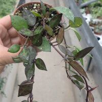 Hoya lacunosa cv. Black