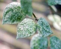 Hoya lacunosa cv. Splash Leaves