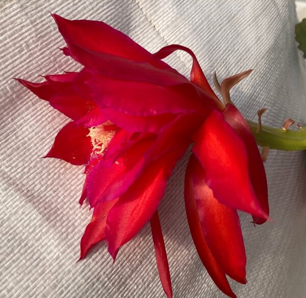 Epiphyllum-Hybr. Maienfeuer