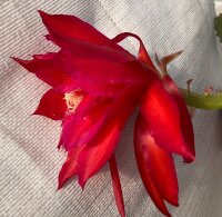 Epiphyllum-Hybr. Maienfeuer