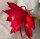 Epiphyllum-Hybr. Maienfeuer