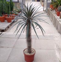Pachypodium geayi XL