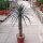 Pachypodium geayi XL