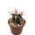 Ferocactus emoryi ssp. rectispinus X F.gracilis