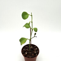Hoya kastbergii