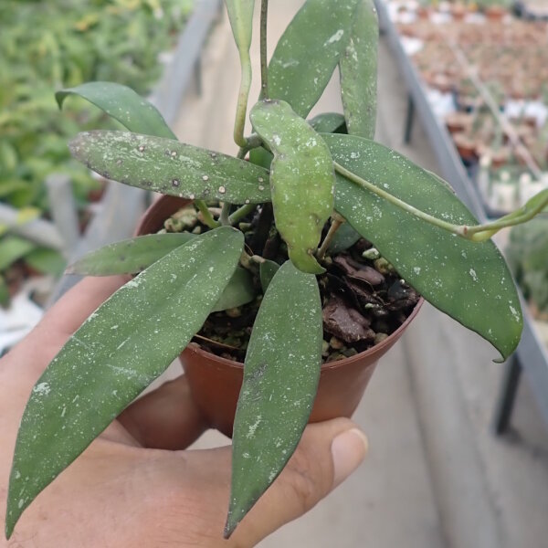 Hoya scortechinii cv. Pink Flower