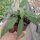 Hoya scortechinii cv. Pink Flower