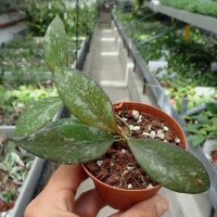 Hoya biakensis cv. Spotted Leaves ALS2