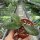 Hoya biakensis cv. Spotted Leaves ALS2