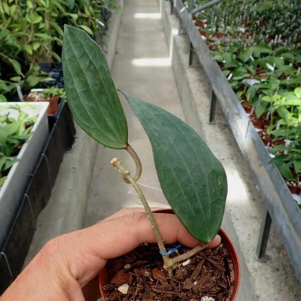 Hoya clandestina
