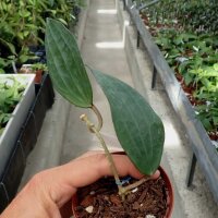 Hoya clandestina