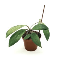 Hoya erythrostemma