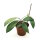 Hoya erythrostemma