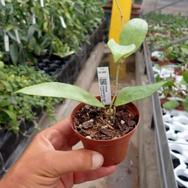 Hoya kloppenburgii