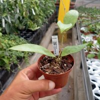 Hoya kloppenburgii