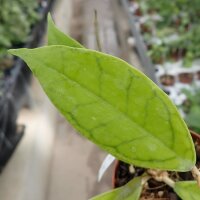 Hoya cv. NUI