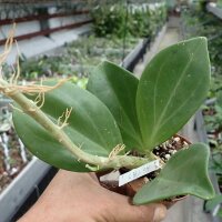 Hoya pachyclada Jemma 2
