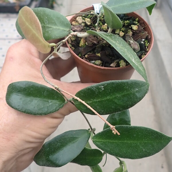 Hoya patella cv. Light Pink Flower