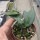 Hoya patella cv. Light Pink Flower