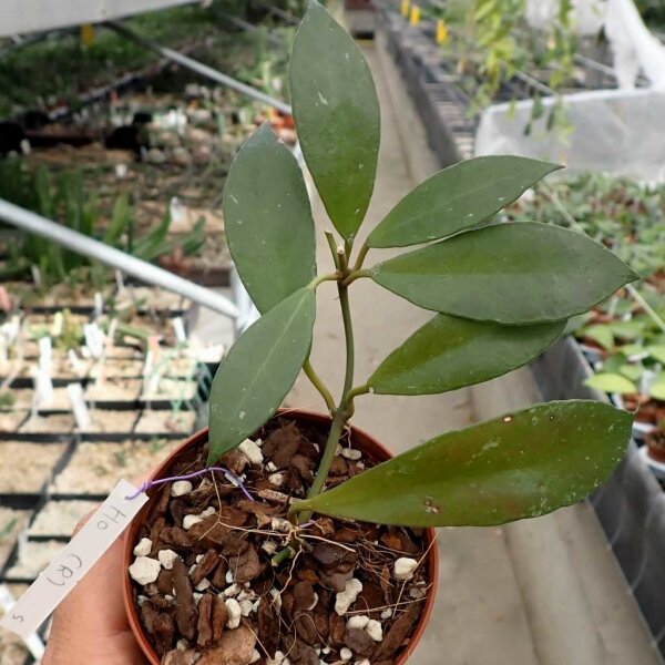 Hoya Rebecca cv.