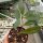 Hoya Rebecca cv.