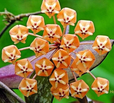 Hoya sigillatis
