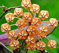 Hoya sigillatis