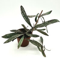 Hoya sigillatis