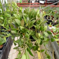 Hoya sipitangensis