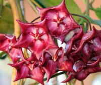 Hoya cv. Khai Muk