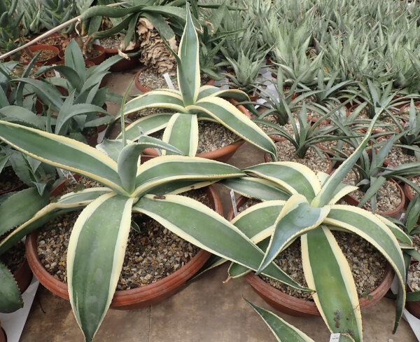 Agave guiengola f. marginata  cv. Creme Brulee