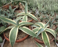 Agave guiengola f. marginata  cv. Creme Brulee