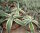 Agave guiengola f. marginata  cv. Creme Brulee