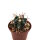 Ferocactus gracilis x wislizenii F2