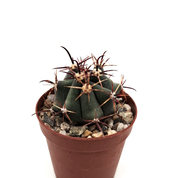 Ferocactus falconeri x peninsulae