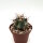 Ferocactus falconeri x peninsulae