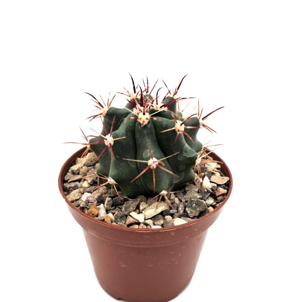 Ferocactus gracilis x wislizeni x gracilis R&uuml;ckkreuzung