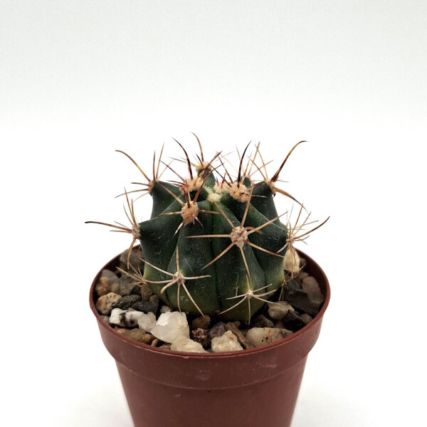 Ferocactus gracilis ssp. coloratus x gracilis x wislizeni