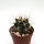Ferocactus gracilis ssp. coloratus x gracilis x wislizeni