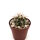 Ferocactus chrysacanthus x (gracilis x wislizeni)