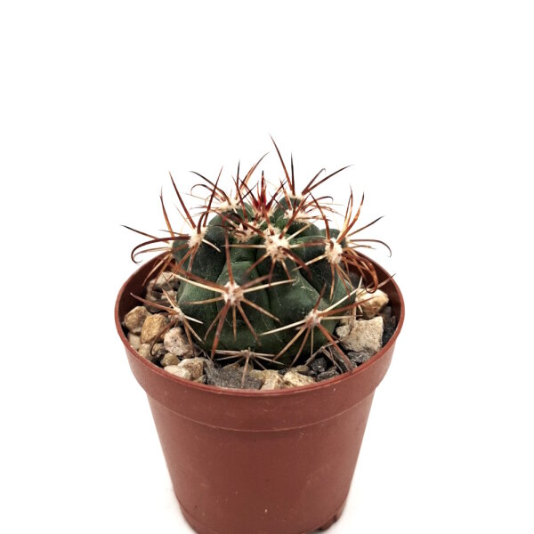Ferocactus viridescens Ensenada, Baja California, Mexiko