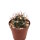 Ferocactus viridescens Ensenada, Baja California, Mexiko