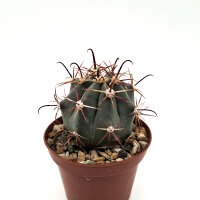 Ferocactus californicus 48 km s&uuml;dl. Loreto, BC, Mexiko