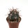 Ferocactus californicus 48 km s&uuml;dl. Loreto, BC, Mexiko