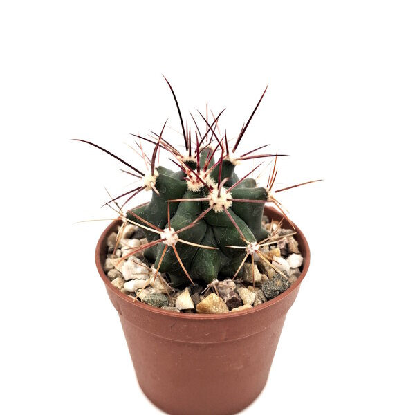 Ferocactus pottsii x rectispinus F2